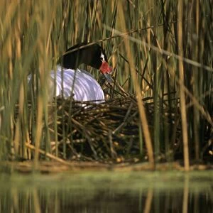 Black-necked Swan female on the nest Breeding site ( pond with "Scirpus" vegetation) september Argentine Pampa