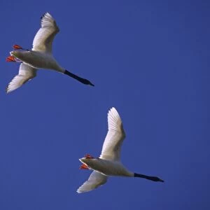 Black-necked Swans - In flight Argentine Pampa