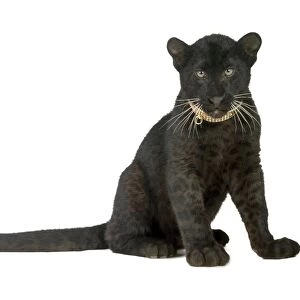Black Panther - cub - 16 weeks