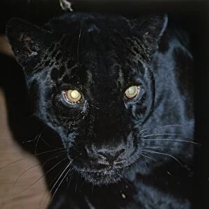 Black Panther / Jaguar - with cub in capivity - Distribution: Central America to Northern South America