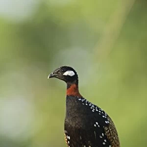 Black Partridge / Francolin Corbett National Park, Uttaranchal, India