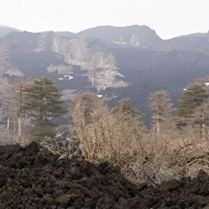 Black Pine (Pinus nigra ssp. laricio) woods devastated by recent lava flows on the slopes of Mount Etna, Sicily; April 2006