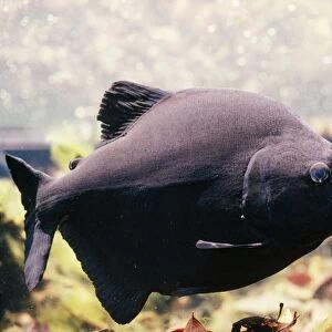 Black Piranha Amazon