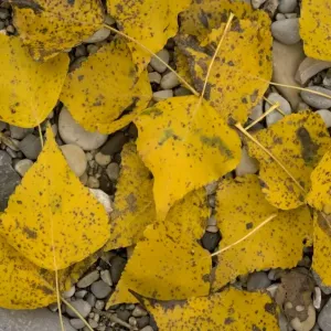 Black poplar: fallen leaves on riverside gravel Black poplar: fallen leaves on riverside gravel