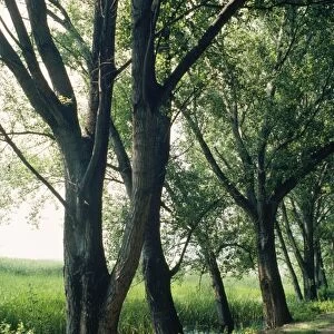 Black Poplars