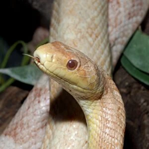 Black Rat Snake - albino - North America