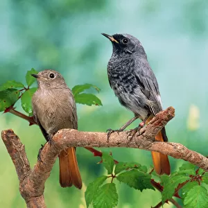 Black Redstarts - pair on branch