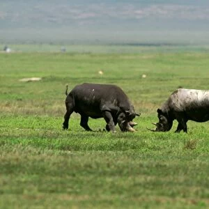 Black Rhinoceros - female aggresive to male prior to mating - Ngorongoro Conservation Area - Tanzania JFL11801