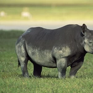 Black Rhinoceros - female - Ngorongoro Crater - Tanzania