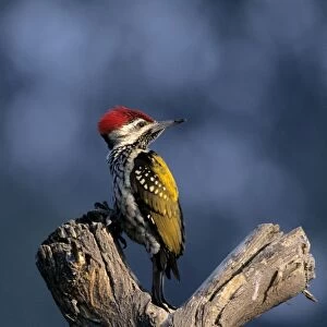 Black-rumped Flameback / Golden backed Woodpecker on a dead tree Keoladeo National Park, India