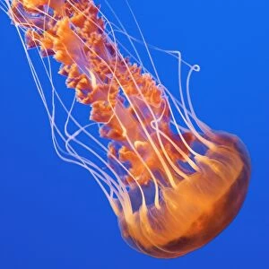Black Sea Nettle - Pacific Ocean - Photographed at Monterey Bay Aquarium - Monterey - California - USA