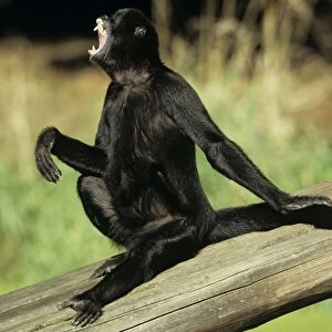 Black Spider Monkey - male howling / calling