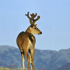 Black-tail Deer - buck Pacific Northwest, North America. MD125