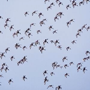 Black-tailed Godwit Flock in flight