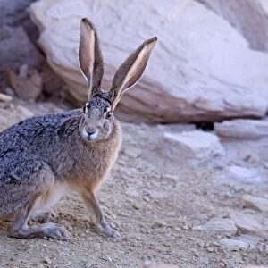 Black-tailed Jackrabbit - adult - Glen Canyon Recreation Area, Arizona, USA