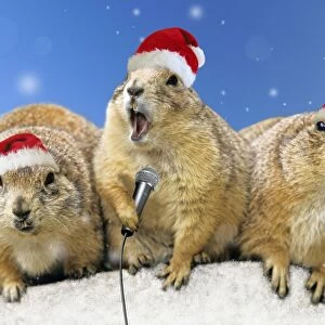 Black-tailed Prairie Dog - three animals in a row wearing Christmas hats one holding a microphone singing Digital Manipulation: Hats (Su) - Mic (JD) added snow and blue sky backfround