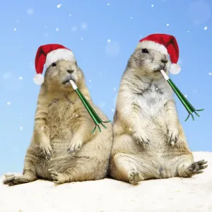 Black-tailed Prairie Dog - with Christmas hats and party blowers Digital Manipulation: hats & party blowers (Su) - added blue sky background & snow Black-tailed Prairie Dog - with Christmas hats and party blowers Digital Manipulation: hats & party blowers (Su) - added blue sky background & snow