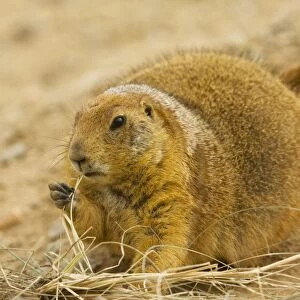 Black-tailed Prairie Dog - With grass in mouth - from the great plains, USA