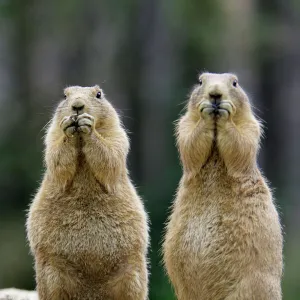 Black-tailed Prairie Dog - pair nibbling on food, Emmen, Holland