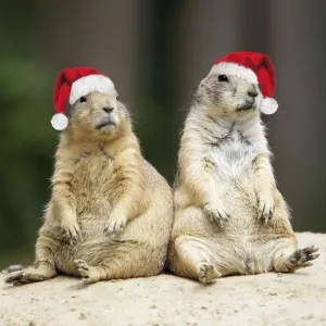 Black-tailed Prairie Dog - wearing Christmas hats Digital Manipulation: hats (Su) Black-tailed Prairie Dog - wearing Christmas hats Digital Manipulation: hats (Su)