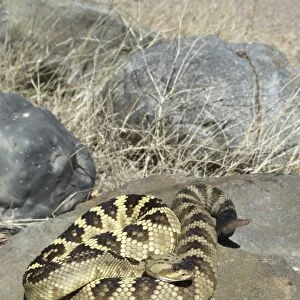 Black-tailed Rattlesnake On rock. Arizona USA