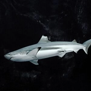 Black-tip / blacktip Reef Shark