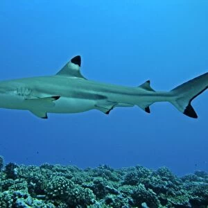 Black Tip reef shark - considered harmless to man these sharks are found in shallow water around coral reefs. Moorea French Polynesia, Indo Pacific