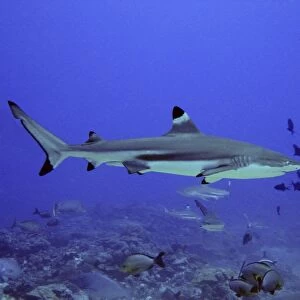 Black Tip Reef Shark Swimming through fish Moorea, French Polynesia