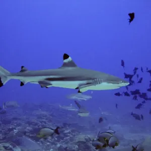 Black Tip Reef Shark Swimming through fish Moorea, French Polynesia Black Tip Reef Shark Swimming through fish Moorea, French Polynesia