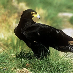 Black / Verreaux Eagle - South Africa