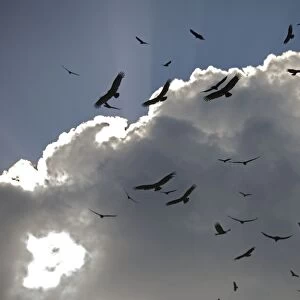 Black Vultures in huge flock, circling in the sky over the Everglades USA