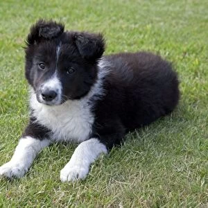 Black and White Border Collie Sheep Dog - puppy - Cotswolds UK