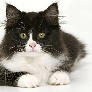 Black & White Cat