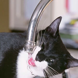 Black & White Cat - drinking from tap