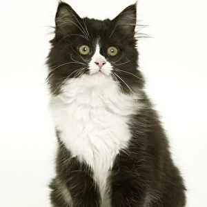 Black & White Cat - kitten