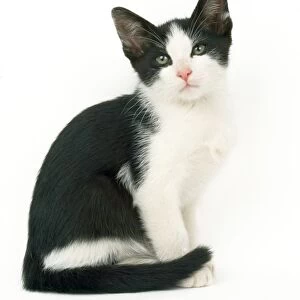Black & White Cat - kitten 9 weeks old