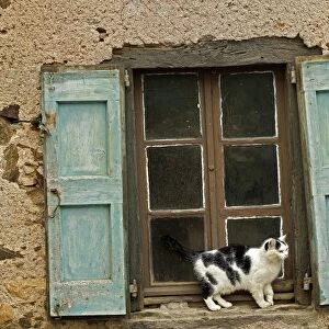 Black & White Cat - on windowsill of French house