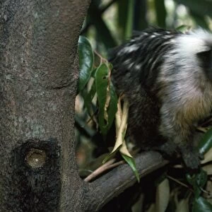 Black and White Tassel-ear Marmoset / Santarem Marmoset - next to a sap feeding hole in a tree  - Amazonia - Brazil - South America