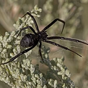 Black Widow Spider - Female in web - Arizona - USA