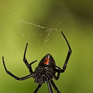 Black Widow Spider (Latrodectus hesperus) - Female - Arizona - Characterized by a a bright red-orange hourglass shape on the underside - Found throughout most of North America-more commonly in warmer climates - Common around man-made structures such