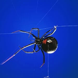 Black Widow Spider - spinning web