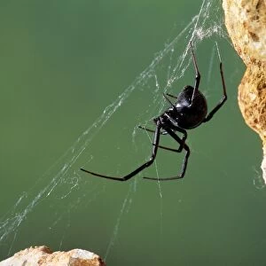 Black Widow Spider Western USA