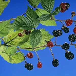 Blackberries / Bramble PPG 1055 Rubus fruticosus © Pascal Goetgheluck / ARDEA LONDON