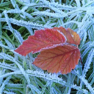 Blackberry leaf in autumn colour amidst frost-covered grass Baden-Wuerttemberg, Germany Blackberry leaf in autumn colour amidst frost-covered grass Baden-Wuerttemberg, Germany