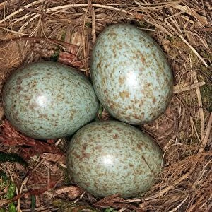 Blackbird - eggs in nest