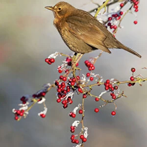 Blackbird - feeding on frosty berries in hawthorn tree - Cannock Chase - Staffordshire - England