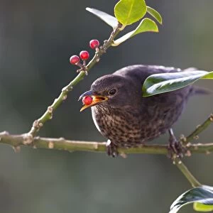 Blackbird - female - on holly - eating berries - UK