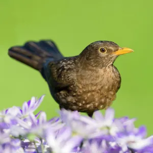 Blackbird - female - Norfolk UK