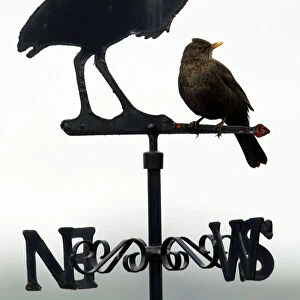 Blackbird - Female sitting on "Heron" weather-vane Northumberland, England