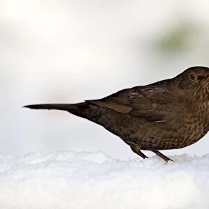 Blackbird - female - snow - winter - UK